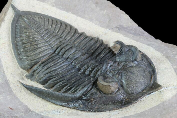 Zlichovaspis Trilobite With Healed Injury - Great Eyes #86755